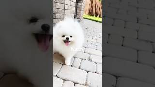 puppies surprise dancing car  puppies shortsviral trendingshorts shorts [upl. by Hearsh879]