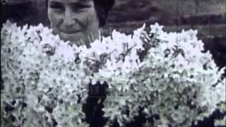 Collecting flowers in Mousehole Cornwall Archive film 4153 [upl. by Jaworski436]