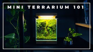 The BOXES of NATURE  Mini Terrarium 101 [upl. by Mays944]