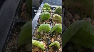 Cloning my Haworthia truncata succulent indoorplants garden plant propagation [upl. by Kcira]