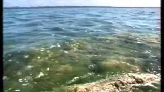 Linda Moore explains how the Thrombolites of Lake Clifton differ from Shark Bay Stromatolites [upl. by Akeit37]