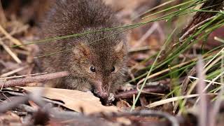 Dusky Antechinus Tidbinbilla Nature Reserve [upl. by Esta98]