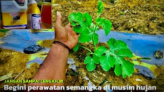 CARA MERAWAT TANAMAN SEMANGKA DI MUSIM HUJAN AGAR TERHINDAR DARI BERCAK DAN KRESEK DAUN [upl. by Ennovy]