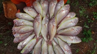 Amazing Fish Cleaning and Cook Village Style Fish Curry  Meen Kulambu  My country foods [upl. by Airahs]