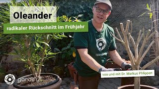 Radikaler Rückschnitt bei Oleander  wann und wie schneidet man richtig Tipps zur Überwinterung [upl. by Ahsikym771]