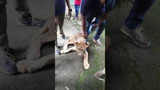 දැන්නම් හොඳටම මහන්සි🙄🥺❤️🦁සිම්බා  Lion cub simbaanimals lions viralshort [upl. by Christian]