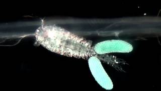 A salp symbiont copepod  Copépode simbionte de uma salpa [upl. by Durware]