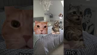 POV My Girlfriends Laugh at the Start of the Relationship vs Now 😂 catmemes bfgfmemes [upl. by Aiket]