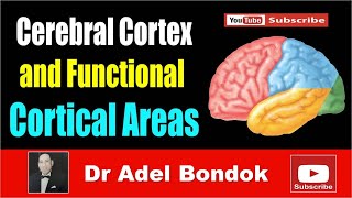 Cerebral Cortex and Functional Areas Dr Adel Bondok [upl. by Ferguson]