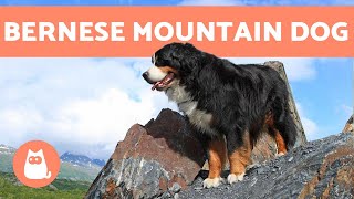 BERNESE MOUNTAIN DOG  Characteristics and Care [upl. by Nailluj]