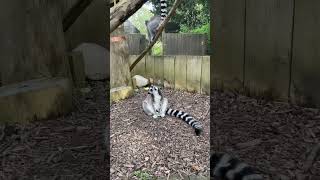 Ringtailed lemur in London zoo🇬🇧london ringtailedlemur monkeyzooshortshorts virallondonzoo [upl. by Enitsud]