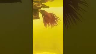 Bettafish crowntail super red❤🇲🇨🤠🦾bettaayal6360 aquarium ikanhias fish shorts [upl. by Silrac74]