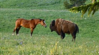 Bison meets horses Part 2 Nose touch [upl. by Anderea]