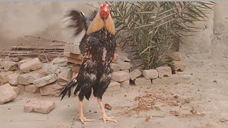 Hen Fight roster  Hen fighting videos  Roster Fight Videos [upl. by Ahsekat]