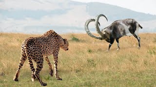 ¡Este Leopardo De Las Nieves Se Metió Con La Cabra Equivocado [upl. by Hort]