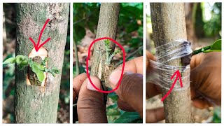 Easy Grafting Method  Bonsai Trees [upl. by Yecnahc]