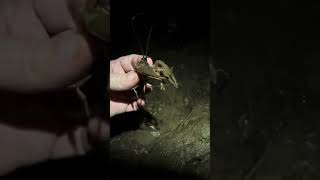 How we catch crawfish at night fishing crawfish crawdads [upl. by Renruojos712]