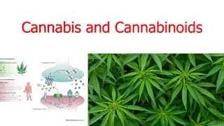 Cannabis and Cannabinoids [upl. by Johansen]