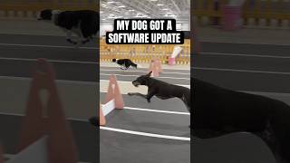 A dog software update at the worst time [upl. by Ecirtra]