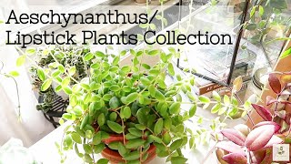 My Aeschynanthus  Lipstick Plants Collection amp Care [upl. by Akaenahs]