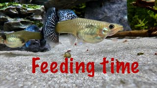 Fish feeding time Guppies Neon tetra Panda Corydora enjoying bloodworms [upl. by Nabatse]