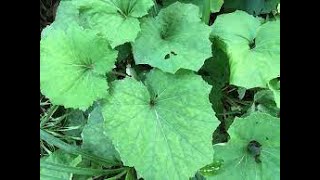 Herb of the Week Coltsfoot [upl. by Yniar]