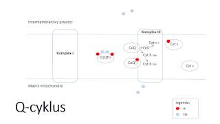 Qcycle electron transport to complex III [upl. by Eimoan]