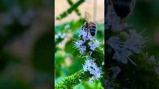 🐝 Honeybee 🐝 on White Mint Flowers 🌸 [upl. by Ernald]