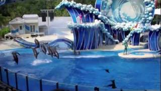 Weekend At Sea World and Busch Gardens [upl. by Anahsohs]