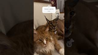 Caracal vs persian cat caracalcat persian aggressivecat lovingcat catlover [upl. by Nottnerb]