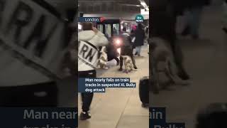 Man nearly falls on train tracks in suspected XL Bully dog attack itvnews londonnews xlbully [upl. by Danziger430]