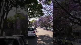 Jacarandas in Ashmore St Erskineville [upl. by Mazman]