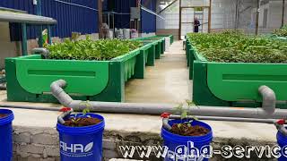 Aquaponics farm used MIT AHAponics [upl. by Bennett]