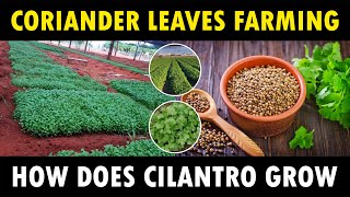 Coriander Farming  How does Cilantro grow  How to grow Coriander at Home [upl. by Mayda]