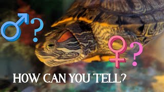 TURTLES  SMALL TURTLES GENDER  Turtles male amp female differences Easy 4 steps [upl. by Paul]