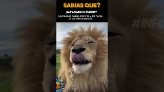 Ciclo de sueño Leones vida salvaje animalesincreibles información [upl. by Adyl]