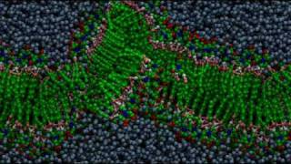 Bilayer formation through molecular selfassembly [upl. by Verney]