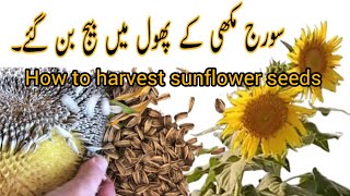 How to collect sunflower 🌻 seeds harvesting sunflowerlover seeds harvesting [upl. by Bowlds]