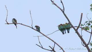 European Beeeaters Merops apiaster  Bienenfresser 1 [upl. by Elbertine]