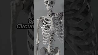 Spine Gyration  Circumduction in Motion anatomy spine [upl. by Nyrhtak369]