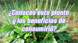 propiedades medicinales del llanten o plantago major [upl. by Norrag]