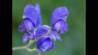 Amazing Blue Monkshood [upl. by Etteluap]