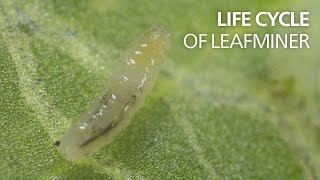 Life cycle of leaf miners [upl. by Ediva]