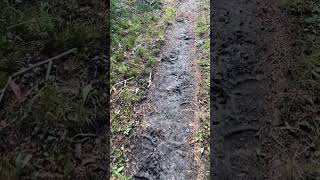 Grizzly Bear Tracks Nice and fresh on the Thoroughfare Trail Yellowstone NP solo 11 day backpack [upl. by Seaden709]