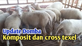 Update domba cross texel dan komposit [upl. by Chivers]