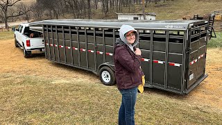 Hauling Calves [upl. by Leach]