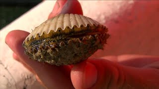 Scallop sorter could help keep population thriving as new season begins [upl. by Dranyer]