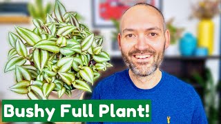 How To Grow A Bushy Tradescantia Like Mine [upl. by Rebba815]