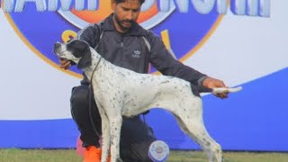 English pointers female for training time [upl. by Adav]