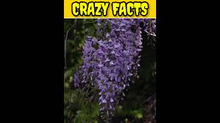 Worlds beautiful treewisteria treejapan factsfacts crazyfactzhistory interestingfactquiz [upl. by Ayikal912]